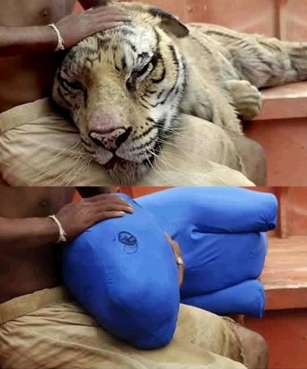 Chú hổ Bengal dữ tợn nằm ngoan ngoãn trong lòng Pi thực ra chỉ là một con thú nhồi bông màu xanh vô tri vô giác.