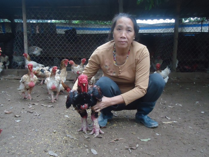 Bà Mộc đang giới thiệu về đàn gà Đông Tảo của gia đình mình.