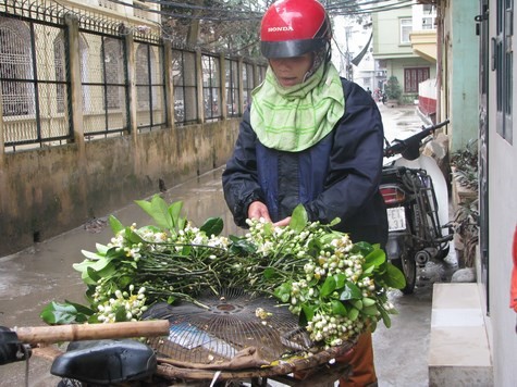 Để có được những chùm hoa bưởi đẹp mắt, các thương lái đã phải dậy từ rất sớm để chuẩn bị.