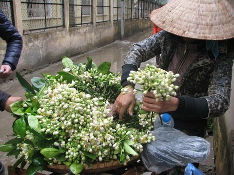 Hoa bưởi được túm lại từng bó bán theo lạng.