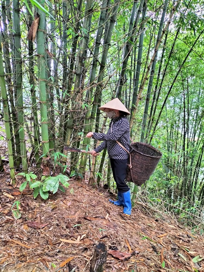 Cô Hương vào rừng kiếm măng. (Ảnh: NVCC)