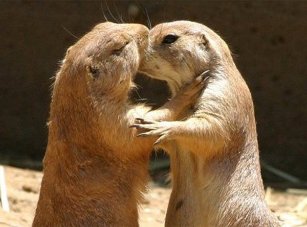 Nụ hôn nồng nàn...(Ảnh: Flickr)