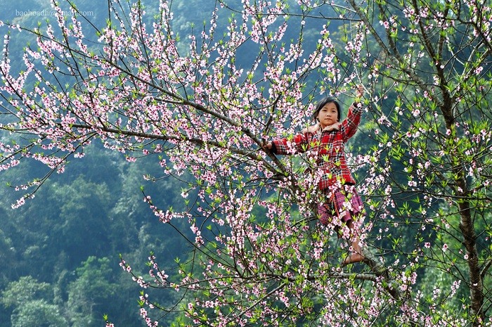 Chiêm ngưỡng các mùa hoa đẹp nhất trong năm.