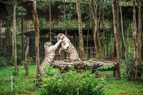 Du khách đến với Vinpearl Safari sẽ được chứng kiến những khoảnh khắc thiên nhiên vô cùng chân thực.