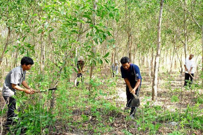 Hỗ trợ gạo cho đồng bào dân tộc thiểu số chăm sóc, bảo vệ rừng (Ảnh minh họa: Báo Giao Thông).