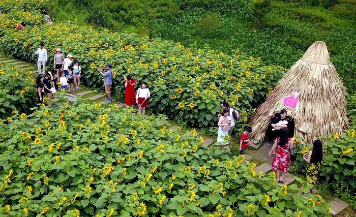 Đồi hoa hướng dương Fansipan.