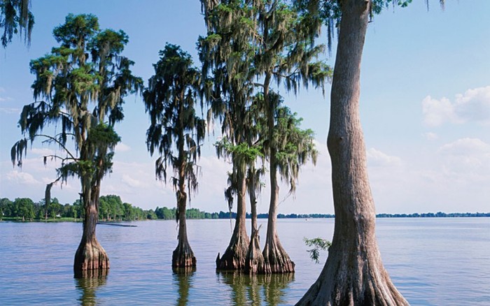 Cây bụt mọc: Những cây bụt mọc có vẻ như mọc lên từ dưới đáy hồ tại Everglades, Florida. Ảnh: James Randklev / Getty Images