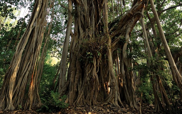 Cây Banyan/ đa: Các cây Banyan cùng bộ rễ độc đáo đã tạo cho mình nét đẹp cổ điển và nổi bật tại một cánh rừng ở vườn Quốc gia Ranthambore tại Bắc Ấn. Ảnh: Aditya “Dicky” Singh / Alamy