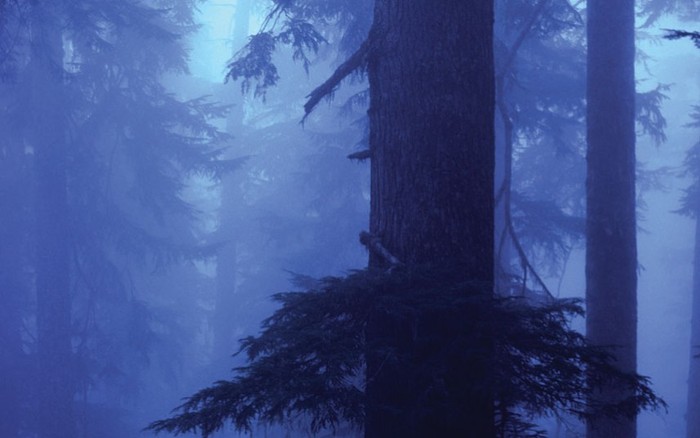 Cây thiết sam Canada: Các thân cây thiết sam thẳng và cao vươn mình trong màn sương của buổi sáng tại Vườn Quốc gia Great Smoky Mountains. Ảnh: Steve Satushek / Getty Images