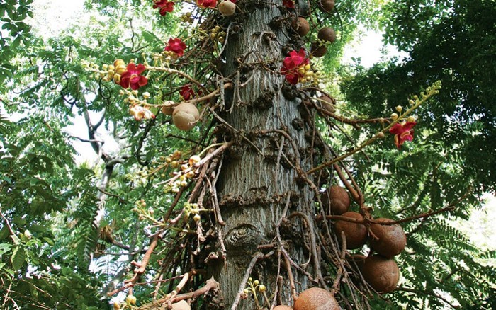 Cây Sala: Các quả hình dạng cầu to lớn mọc thành từng khối ngay trên thân cây. Ảnh: Douglas Peebles Photography / Alamy