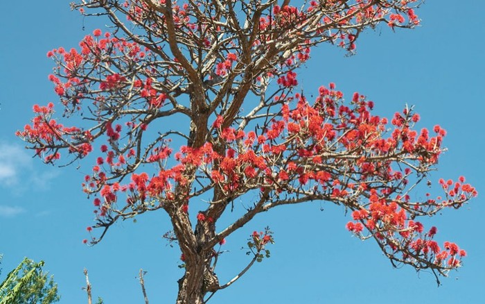 Cây san hô: Vẻ đẹp rất khó để lãng quên của những bông hoa đỏ trang điểm cho cây trên ngọn núi Kilimanjaro tại Tanzania. Ảnh: Ulrich Doering / Alamy