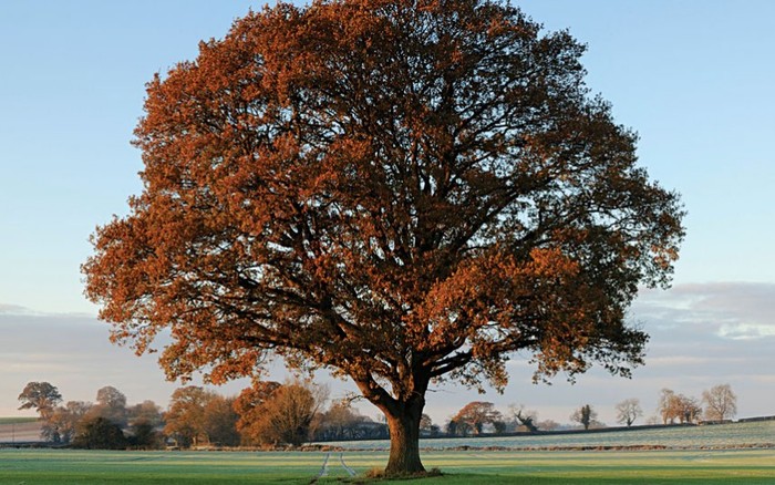 Cây sồi Anh: Vào đầu Đông, một cây sồi Anh chuyển màu nhanh chóng từ xanh sang nâu đỏ, một mình khoe dáng giữa những cánh đồng ở Lamyatt phía tây nước Anh. Ảnh: Stephen Spraggon / Alamy