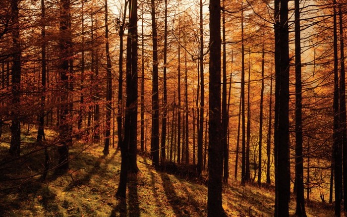 Thông rụng lá châu Âu: Thuộc một trong số ít những loài cây lá kim rụng lá vào mùa đông, những cây thông rụng lá châu Âu đang khoe mình trong vườn Quốc gia Lake District của Anh. Ảnh: Tom Mackie / Alamy