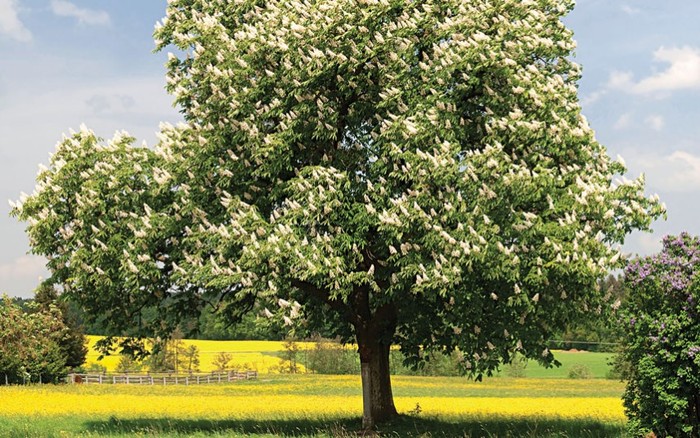 Dẻ ngựa: Những bông hoa như hàng trăm ngọn nến trắng làm bừng sáng cây dẻ ngựa vào mùa xuân. Ảnh: Wildlife GmbH / Alamy