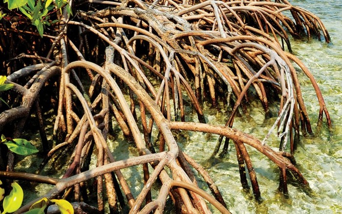 Đước đỏ: Một cây đước đỏ tại vùng biển Queensland Australia phát triển một số lượng lớn rễ mảnh, hướng vòng khung giúp thân mình đứng vững trên vùng cát dễ lún. Ảnh: Luisa Amare / Shutterstock