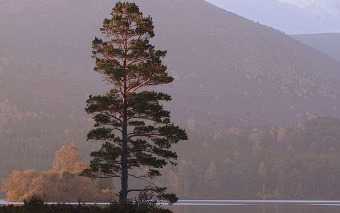 Thông châu Âu: Một cây thông châu Âu đứng nghiêm trang như một anh lính gác tại rìa Loch an Eilein sâu trong vùng cao nguyên Xcốtlen.