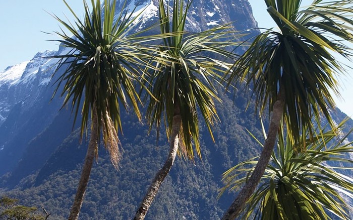 Cabbage miền Nam: Ngự tại một sườn núi ở New Zealand, cây cabbage miền nam ở đây là một loài thực vật thân thấp được tin là một thời đã phủ khắp các rìa sông. Ảnh: S .b.m. Hotting / Getty Images
