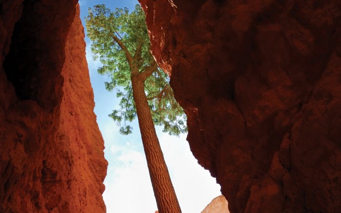Cây thông vàng phương Tây: cây thông này đã hướng mình về phía ánh nắng trong nhiều năm tại Vườn Quốc gia Utah’s Bryce Canyon tại Mỹ. Ảnh: Peter Blottman / Alamy