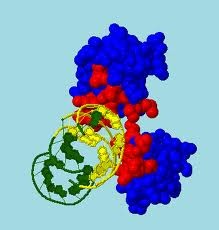 RNA can thiệp: Việc khám phá ra RNA can thiệp (RNAi) được coi là một thành tựu vĩ đại, đã giúp Andrew Fire và Craig C. Mello giành được giải Nobel vào năm 2006. Tương tự như liệu pháp gen, RNAi cho phép các nhà sinh học tác động tới các chức năng của gen. Nó hoạt động bằng việc sử dụng các tế bào để giảm hay ngăn chặn sự hoạt động của gen đặc thù nào đó bằng cách phá hủy hay làm gián đoạn phân tử thông tin (ví dụ ngăn chặn mRNA từ việc sản xuất một protein). Ngày nay RNAi được sử dụng trong hàng nghìn phòng thí nghiệm, trở thành một công cụ nghiên cứu không thể thiếu và có khả năng lớn trong việc đem lại hy vọng cho việc chữa trị các bệnh như ung thư và Lou Gehrig.