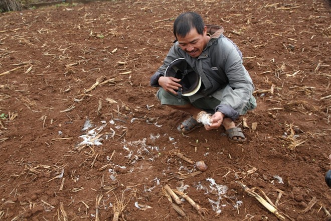 Hoang mang vì "thú lạ".