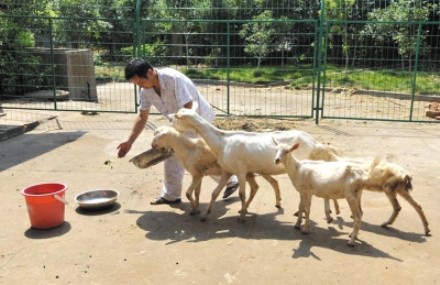 Tuy nhiên, các bác sỹ nhi khoa cho rằng, việc sử dụng sữa tươi và sữa dê như vậy với trẻ dưới 3 tháng tuổi là không nên. Do đường tiêu hóa của trẻ, thận chưa thực sự phát triển như ngời trưởng thành. Ngoài ra, tỷ lệ canxi và phốt phát trong sữa tươi hoặc sữa dê chưa qua chế biến như vậy không phù hợp sẽ khiến ảnh hưởng đến sự hấp thụ canxi. Hàm lượng crom protein ở mức cao tác động với axit dạ dày sẽ khiến sữa dễ bị ngưng tụ thành khối, em bé không tiêu hóa được…