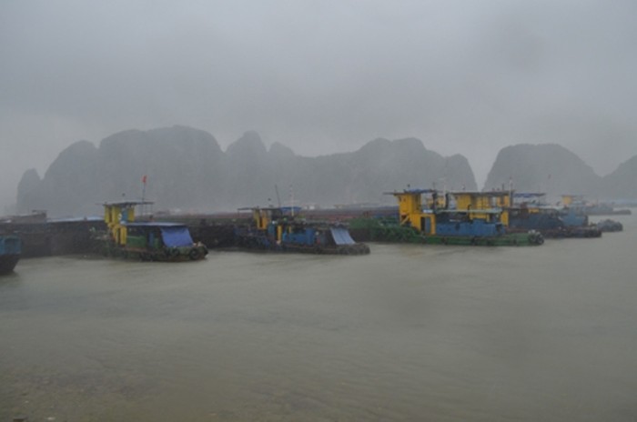 Tàu thuyền trong cơn bão