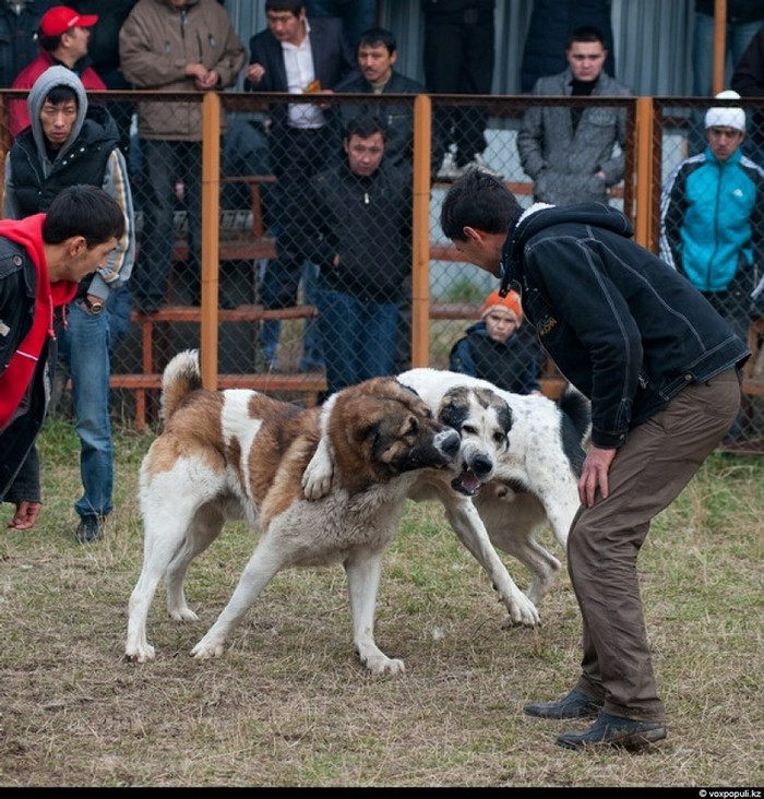 Đấu chó ở Kazakhstan, trò cá cược đang bị lên án