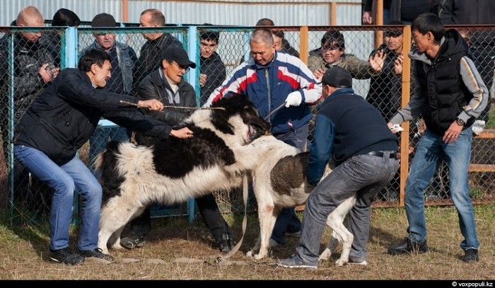 Cách thành phố Almaty, Kazakhstan chỉ 15 km là một địa điểm chuyên tổ chức đấu cho ăn tiền và phục vụ nhu cầu giả trí.