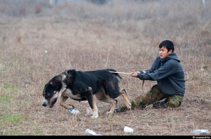 Đấu chó ở Kazakhstan, trò cá cược đang bị lên án