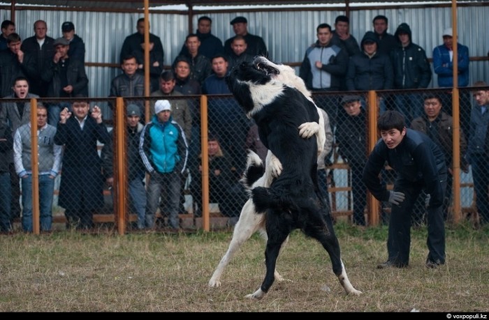 Đấu chó ở Kazakhstan, trò cá cược đang bị lên án