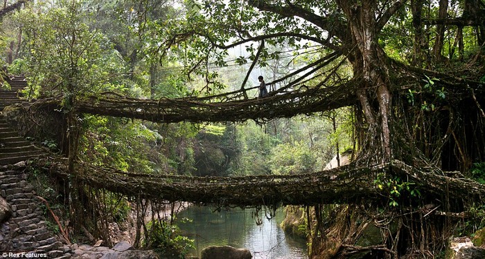 Công trình đặc biệt này được hình thành từ hàng ngàn chiếc rễ cây to nhỏ của một loài thực vật thuộc họ si mọc bên cạnh một dòng suối lớn ở Meghalaya, đông bắc Ấn Độ.