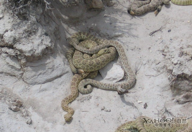 Cảnh rắn đuôi chuông ở hoang mạc Mỹ tập trung vào mùa giao phối