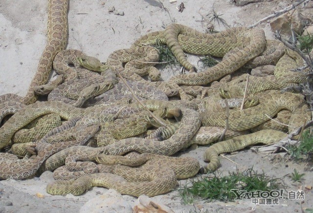Cảnh rắn đuôi chuông ở hoang mạc Mỹ tập trung vào mùa giao phối