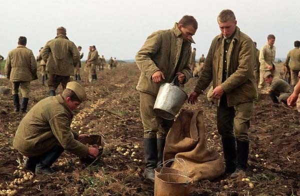 Các binh sỹ Nga tăng gia sản xuất trên các cánh đồng khoai tây