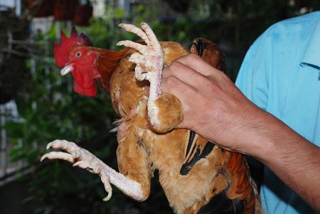 Theo anh Lâm thì chiếc cựa thứ tám ở chân con gà có thể sẽ chồi ra trong ít ngày nữa