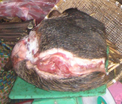 Mỗi kg thịt lợn rừng mang về Việt Nam, thương lái sẽ lãi khoảng 300 nghìn đồng.