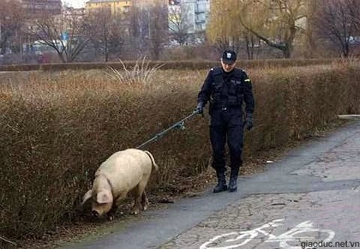 Cảnh sát sẽ không dùng chó mà thay bằng lợn?