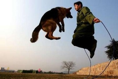 Tập nhảy dây cùng chó