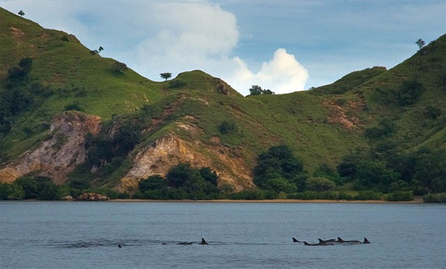 Nơi ở lý tưởng của Rồng Komodo ở Indonesia