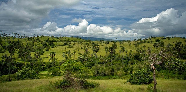 Nơi ở lý tưởng của Rồng Komodo ở Indonesia