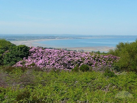 Bạn cũng sẽ đi qua vùng đồi Ben of Howth. Đây là điểm cao nhất của quãng đường đi bộ, một nơi đáng yêu dể bạn nghỉ ngơi, lấy lại nhịp thở.