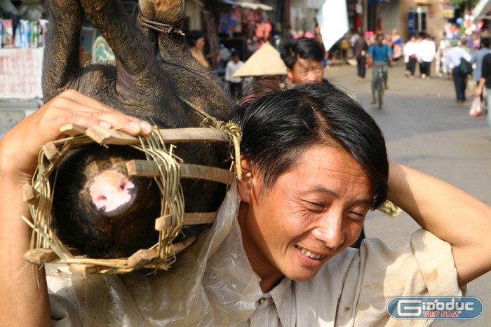 Đi mua lợn về để ăn Tết. Ảnh: Tùng Dương.