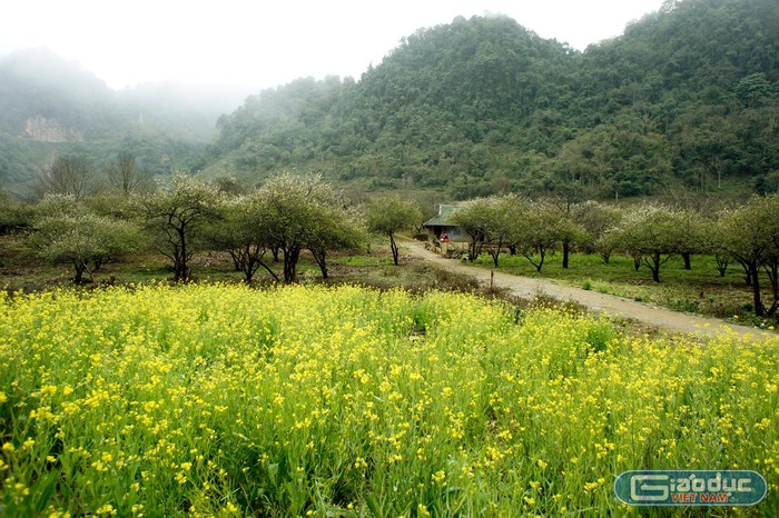 Phong cảnh trong các bản làng tại Cao nguyên Mộc Châu. Ảnh: Tùng Dương.