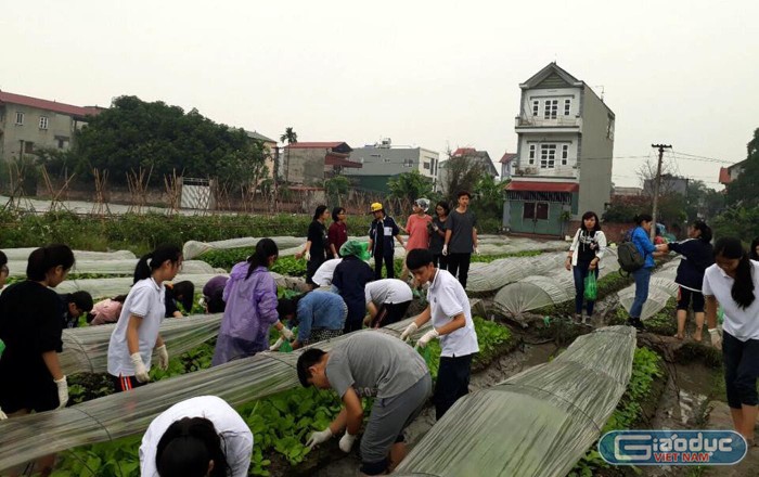 Học sinh Trường Trung học phổ thông Yên Hòa (Cầu Giấy, Hà Nội) trong buổi học ngoại khóa với hợp tác xã trồng rau xanh. Ảnh: NTCC.