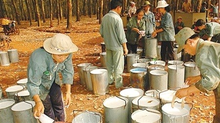 Thủ tướng Chính phủ yêu cầu chuyển sang cơ quan điều tra những vụ việc có dấu hiệu vi phạm pháp luật tại VRG.