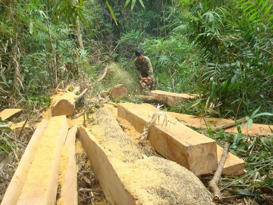 Hộ gia đình, cá nhân chỉ được sử dụng gỗ cho nhu cầu thiết yếu tại chỗ, nghiêm cấm việc mua bán trao đổi dưới mọi hình thức. Ảnh: NLĐ.