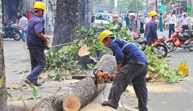 Việc chặt hạ nhiều cây xanh cùng một thời điểm đã gây nhiều phản ứng trong dư luận Thủ đô. ảnh:hnm.