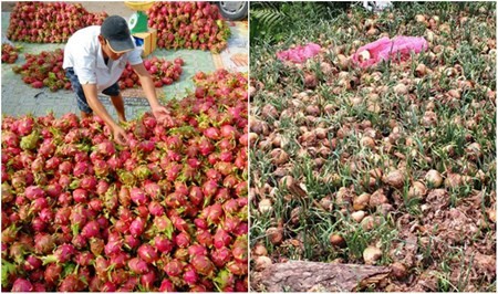 Được mùa mất giá là chuyện đã quá quen với người nông dân. ảnh: dân việt.