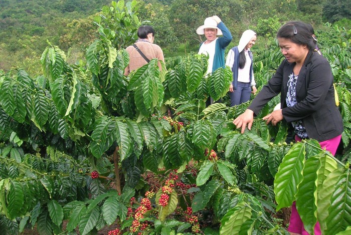 Một số doanh nghiệp cà phê tại tỉnh Đắck Lắck chuẩn bị giải thể. ảnh: Báo Đắck Lắck.