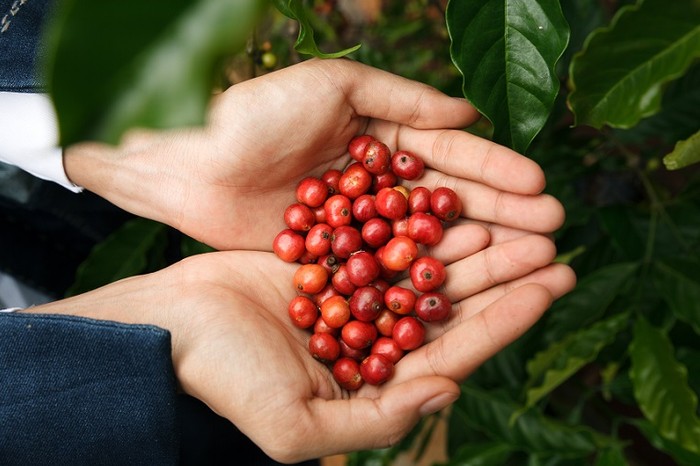 Buôn Mê Thuột nổi tiếng với giống cà phê Robusta có chất lượng cao.